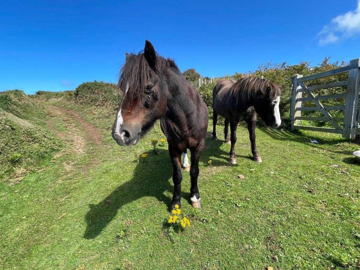 Trefechan Wen Barn Llanwnda  Kültér fotó